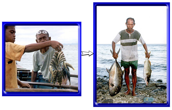 Fishing yield before and after establishment of the sanctuary